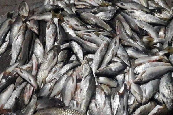برخورد با خودروهای سیار فروش ماهی در رفسنجان
