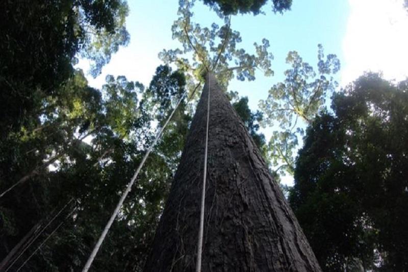 شناسایی بلندترین درخت گرمسیری دنیا