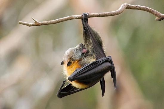 خفاش ها آن قدر که به نظر می رسد ترسناک نیستند