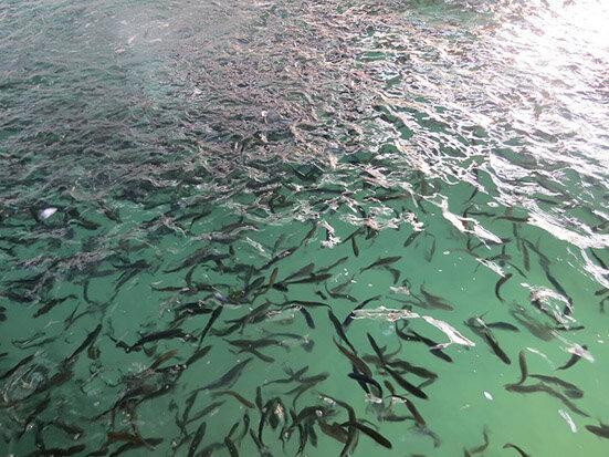 رهاسازی بیش از 22 میلیون قطعه بچه ماهی در منابع آبی خوزستان