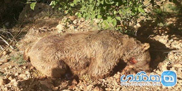جان یک قلاده خرس در ماکو گرفته شد ، عاملین شناسایی شدند جان یک قلاده خرس در ماکو گرفته شد ، عاملین شناسایی شدند