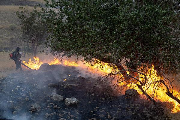 درختان جنگل منطقه گلیل شیروان در آتش سوخت