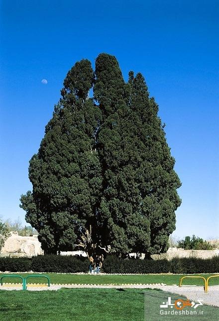 درخت سرو ابرکوه؛جاذبه چهارهزار و پانصد ساله یزد، عکس