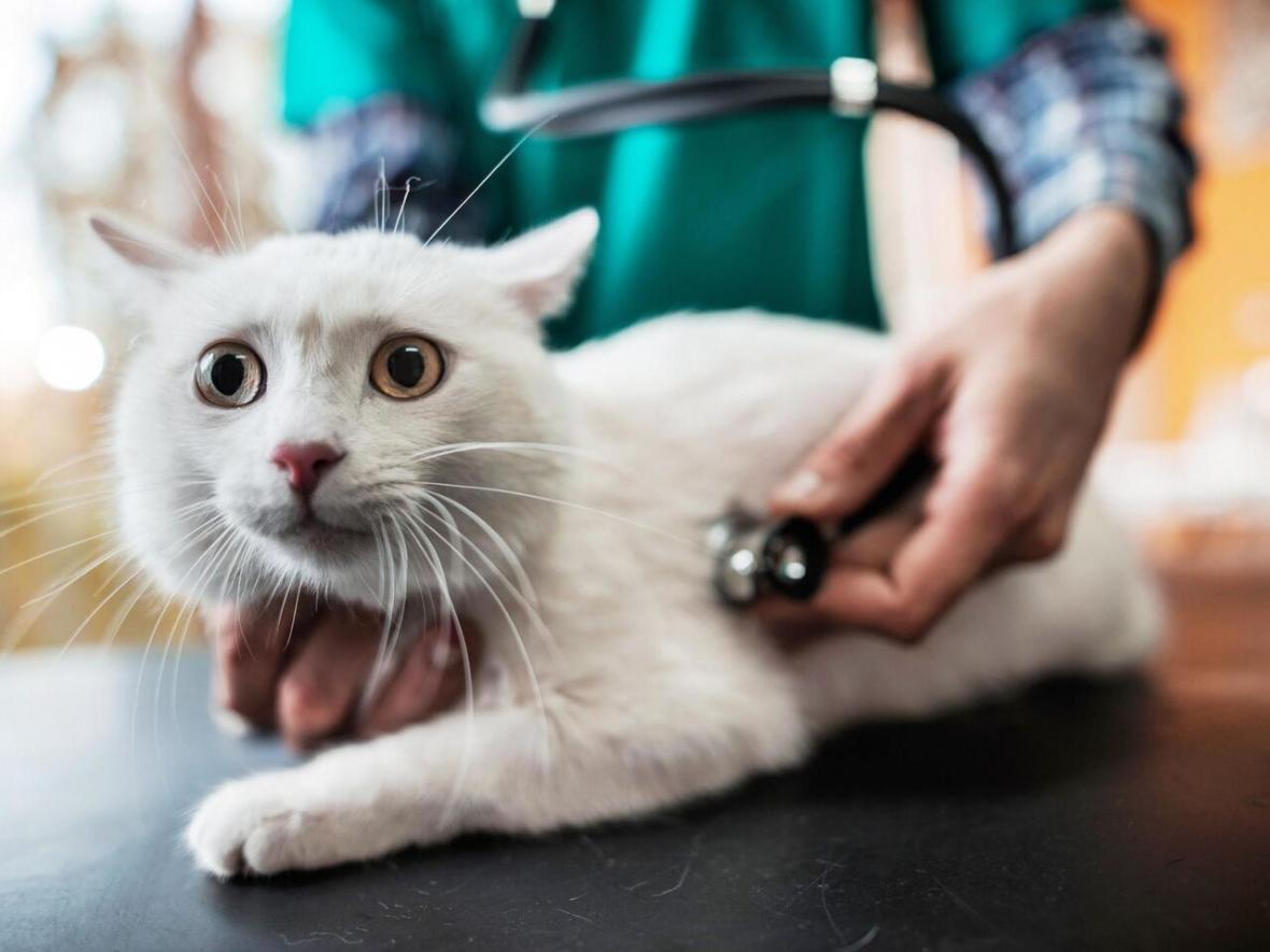 ابتلای گربه ها به کرونا ویروس؛ 10 موردی که باید رعایت کنید