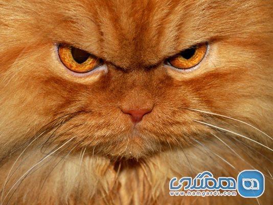 دیدنی ترین تصاویر از حیوانات عصبی و دنیایی از خشم و ناراحتی